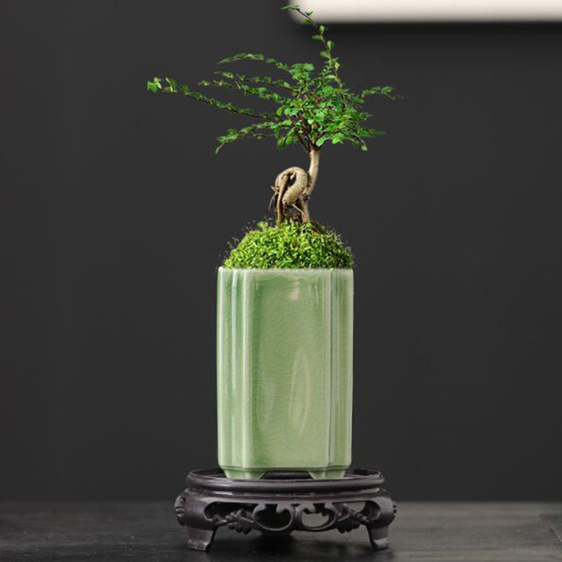 Bonsai Garden Zen - Porcelana quadrada celadon vitrificada orquídea vaso