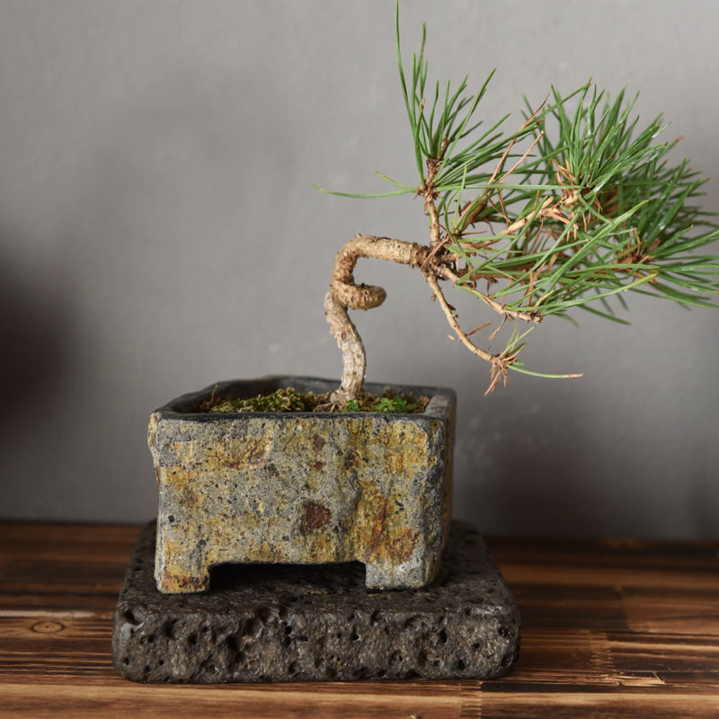 Vaso de Flores em Pedra Natura - Bonsai Garden Chinese Garden avaliação e preço