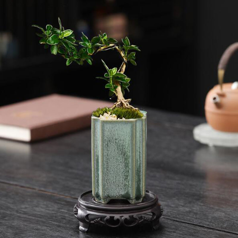 Porcelana quadrada celadon vit - Bonsai Garden Zen avaliação e preço