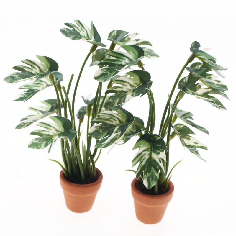 Novo. 1PC Planta Verde Monster - Bonsai Garden Zen avaliação e preço