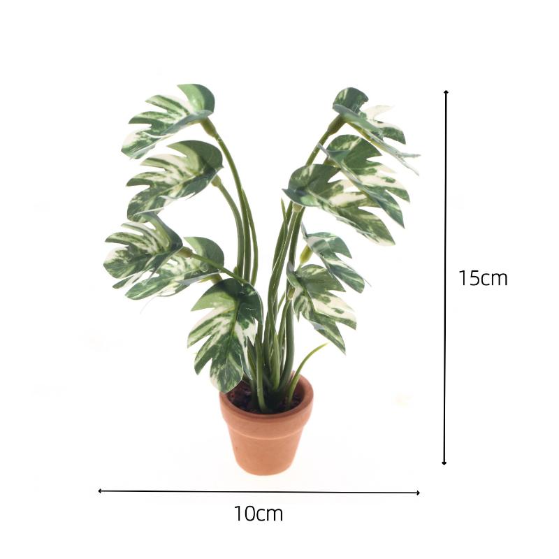Novo. 1PC Planta Verde Monster - Bonsai Garden Zen avaliação e preço
