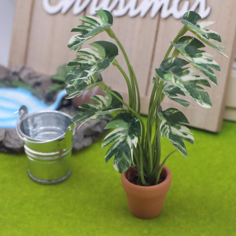 Novo. 1PC Planta Verde Monster - Bonsai Garden Zen avaliação e preço