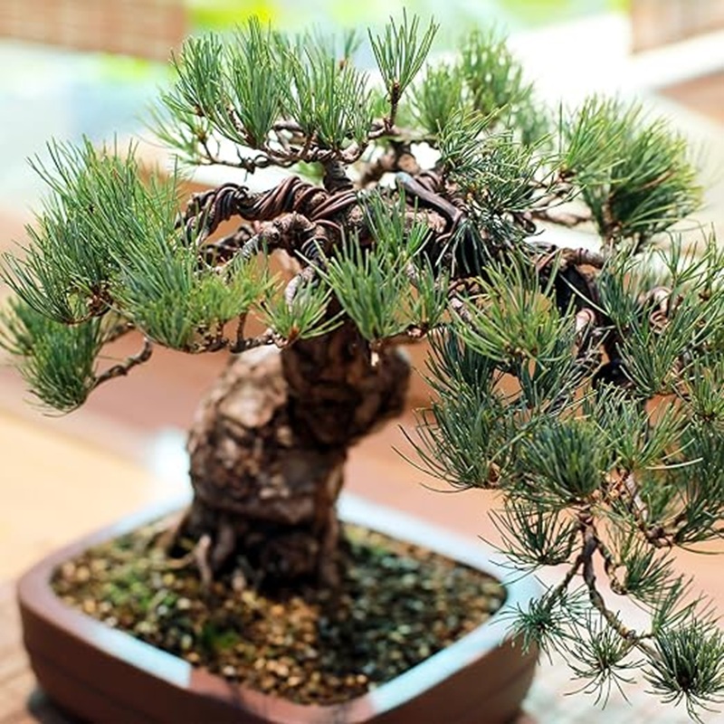 Fio de Alumínio Preto de 1mm p - Bonsai Wire Aluminum avaliação e preço